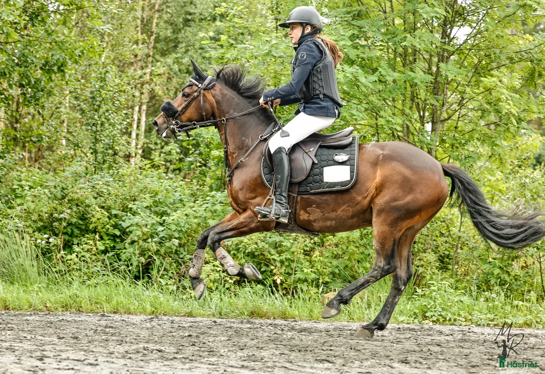 Hoppning hästar till salu: ⭐️ Power ponny ⭐️ i Gislaved - Annons 2