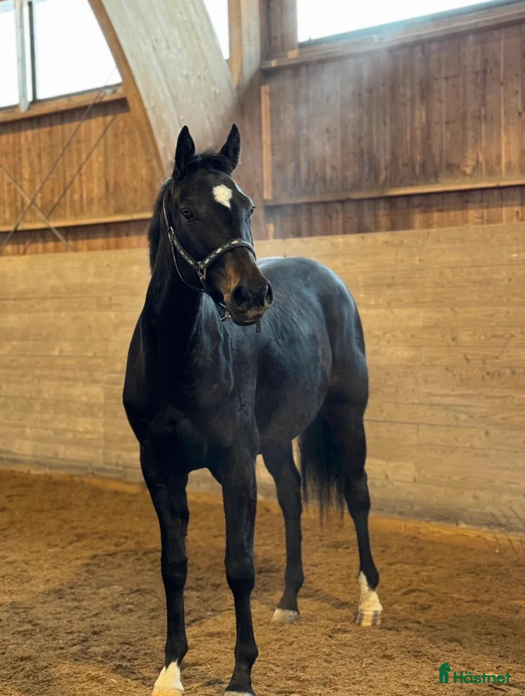 Hoppning hästar till salu: ✨sto med potential✨ - Annons 2