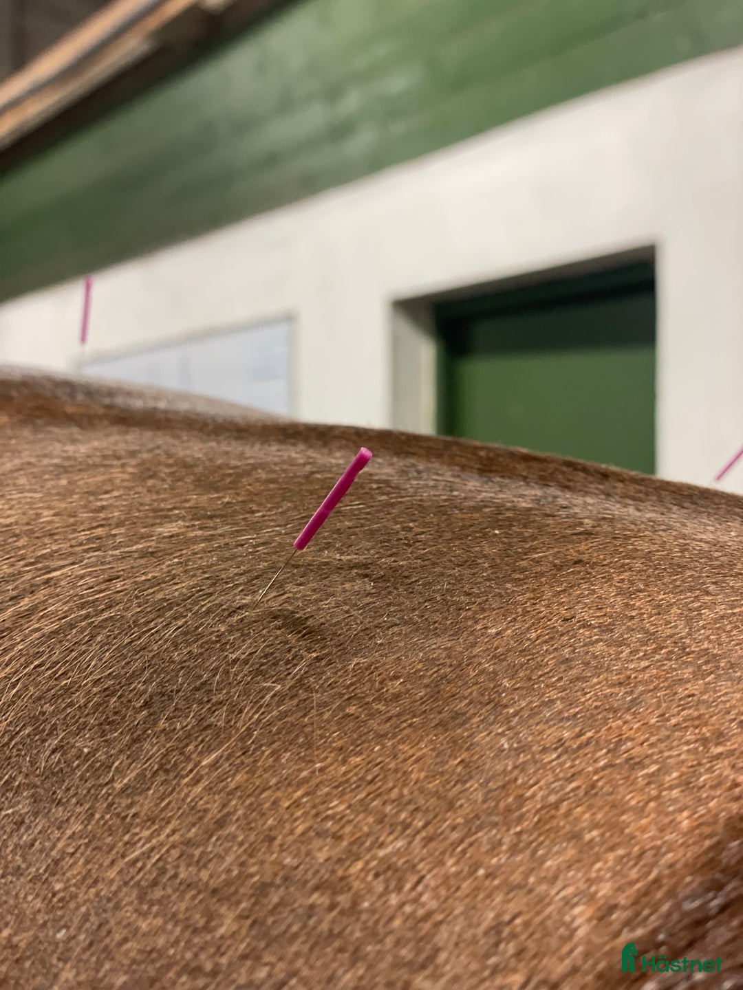  hästservice finnes: Hästhotell  i Nyköping - Annons 2