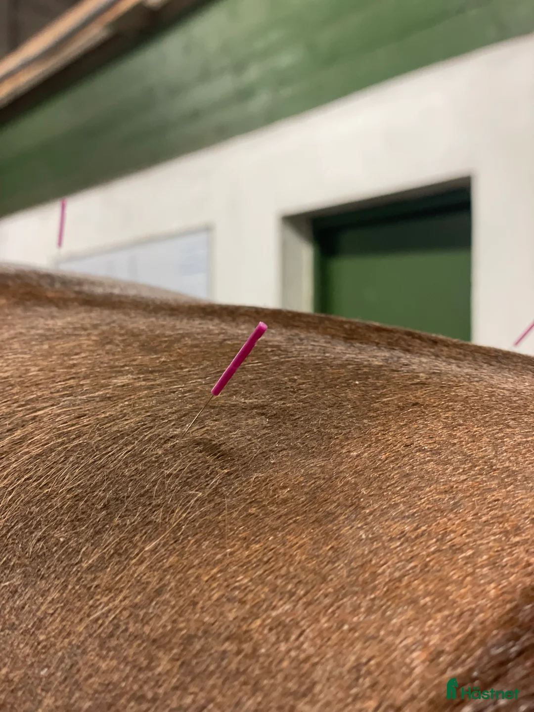  hästservice finnes: Hästhotell  i Nyköping - Annons 2