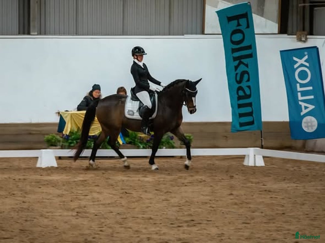 Dressyr hästar till salu: Fantastisk FEI-ponny i Bro - Annons 8