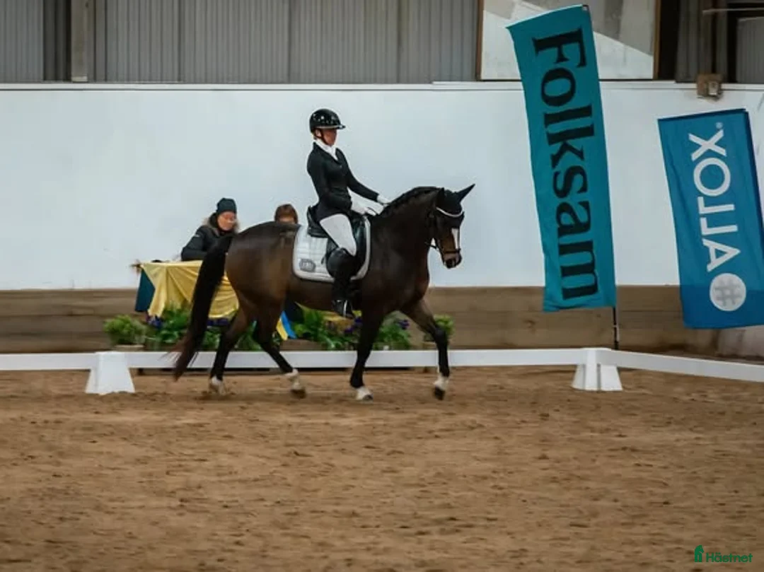 Dressyr hästar till salu: Fantastisk FEI-ponny - Annons 8