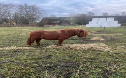 Övrigt hästar till salu: Minishetlandhingst  i Falköping - Annons 16