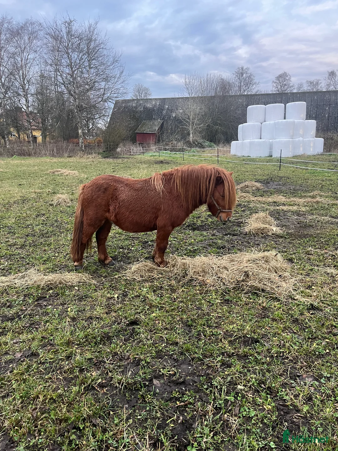 Övrigt hästar till salu: Minishetlandhingst  - Annons 16