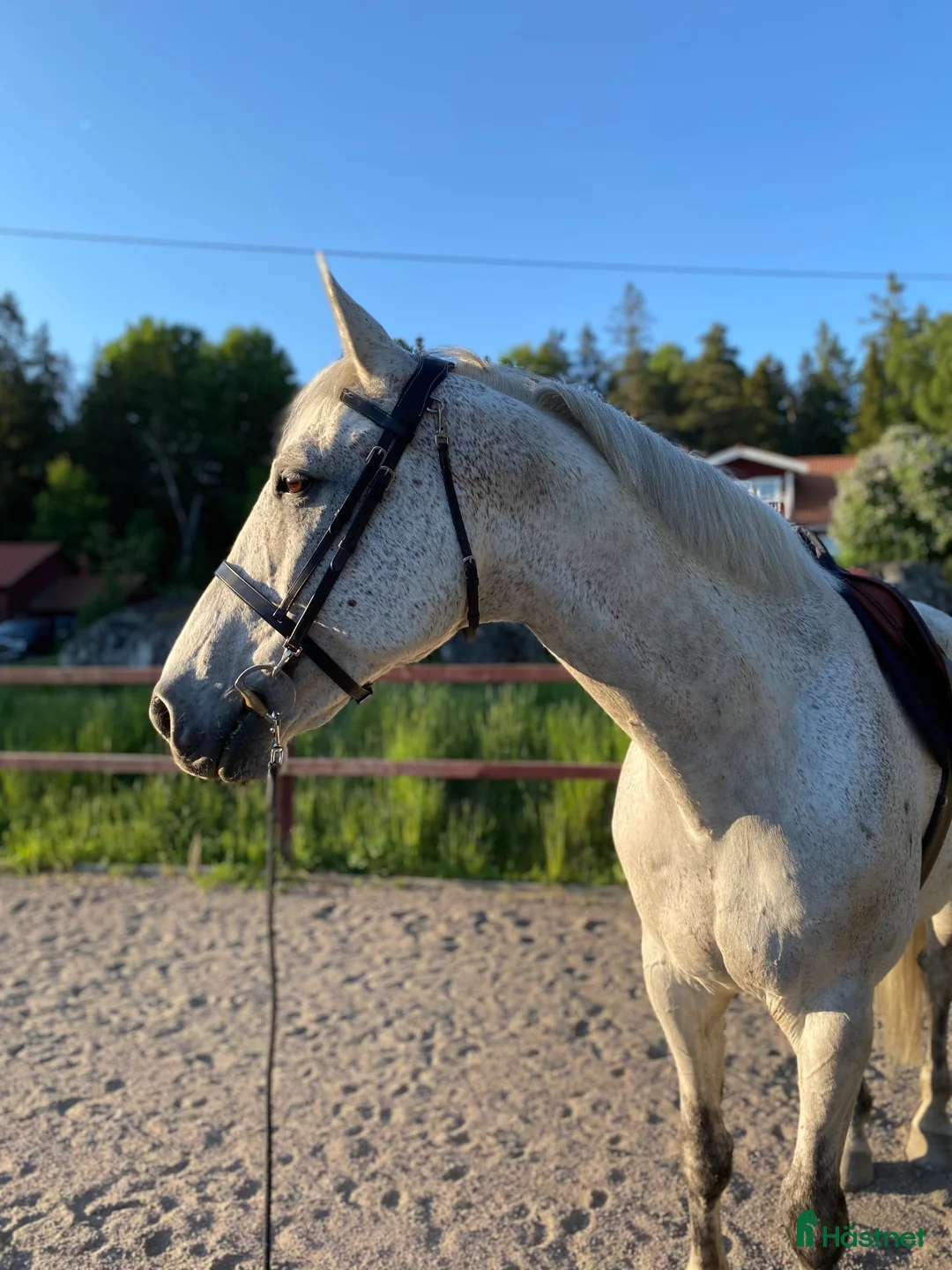 Hoppning hästar till salu: Läromästare e. Cardento i Uppsala - Annons 3