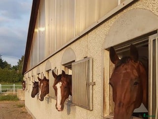 stallplats finnes: Stallplatser i Ekeby i Ekeby - Annons 3