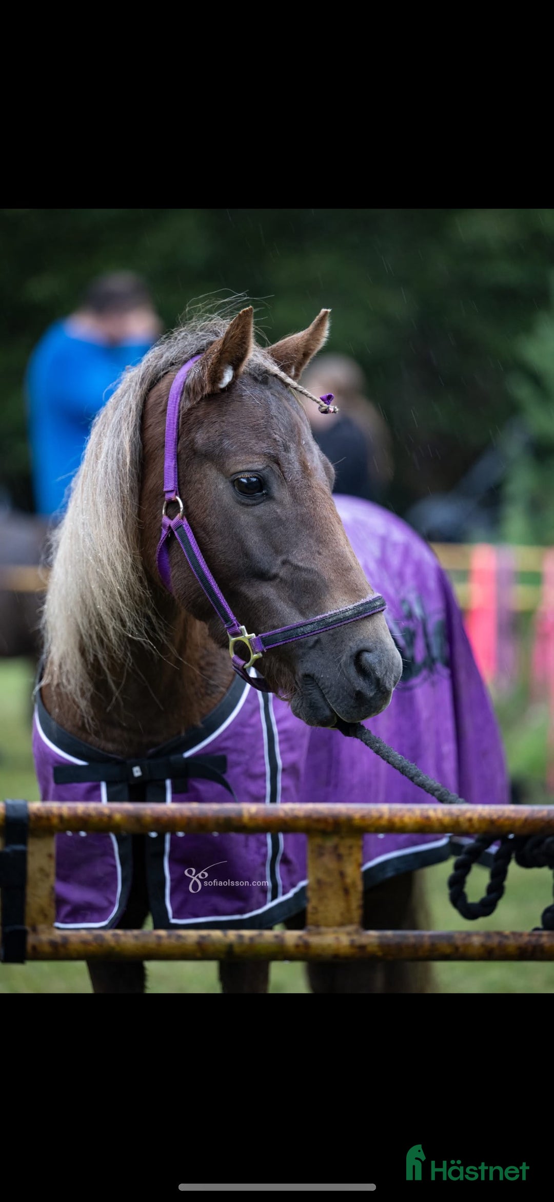 Trav hästar till salu: Fin ponnytravare till salu i Laholm - Annons 1