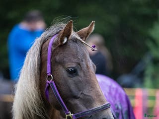 hästar Fin ponnytravare till salu i Laholm - Annons 7