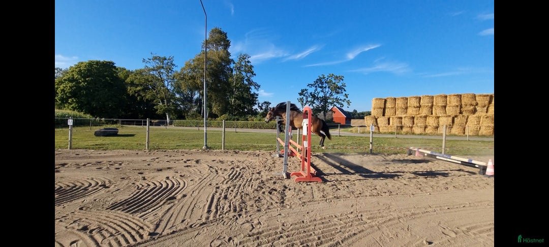 Allround hästar till salu: Framtids ponny för sporten  i Hörby - Annons 6