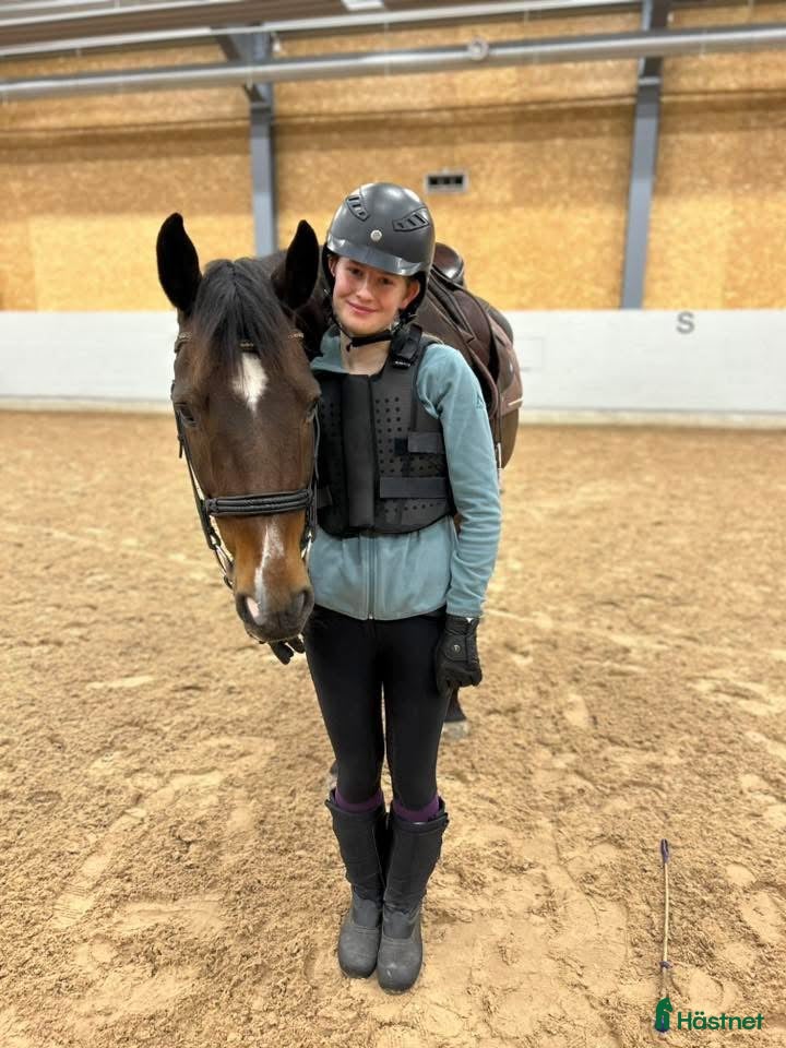  medryttarhäst sökes: Medryttarhäst sökes i Karlstad/ på Hammarö. - Annons 4