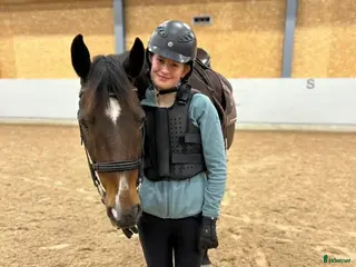 medryttarhäst sökes: Medryttarhäst sökes i Karlstad/ på Hammarö. - Annons 4