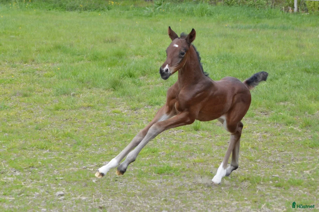 Dressyr hästar till salu: Flott hoppeføll selges! i Sagstua - Annons 7
