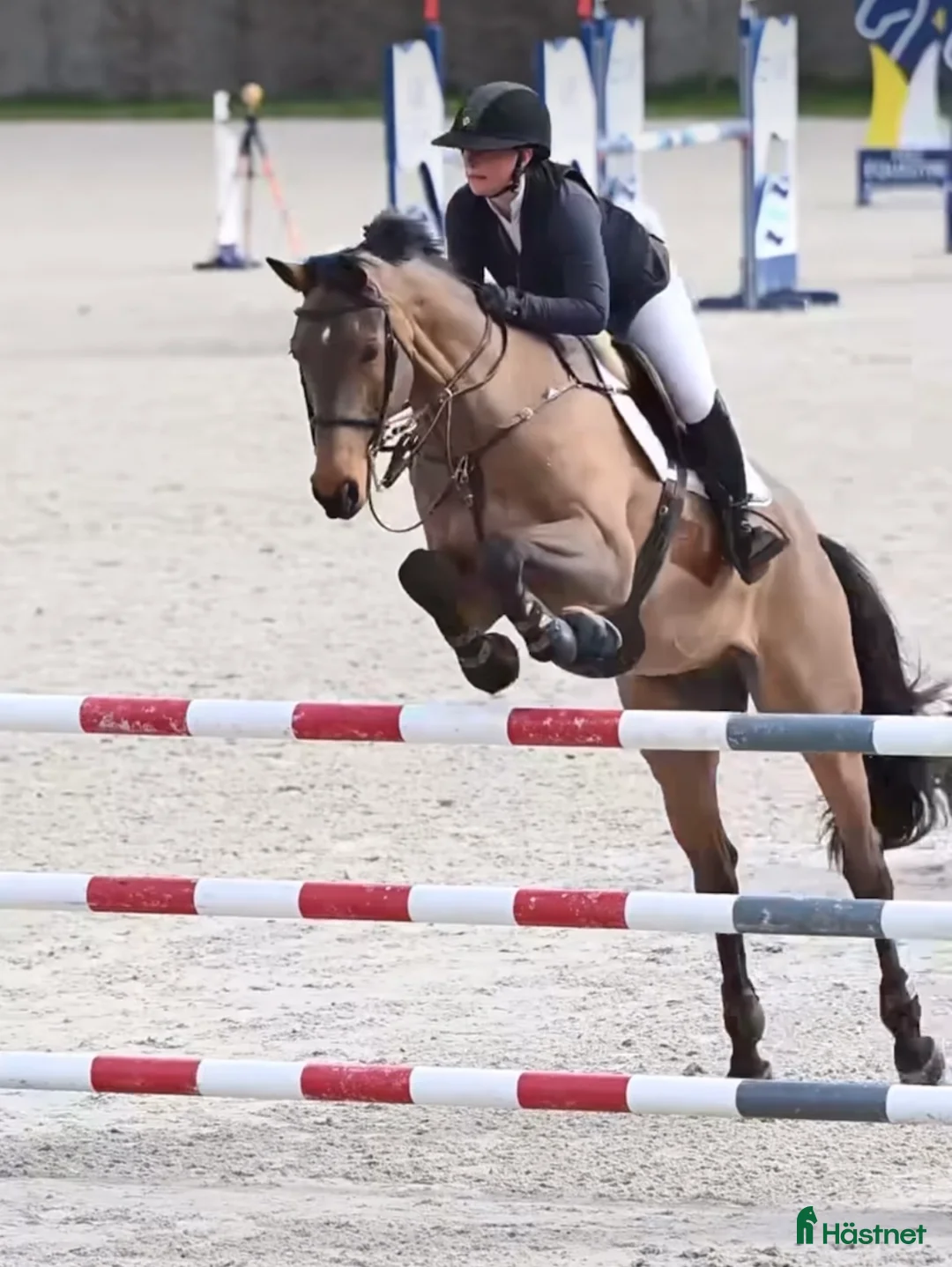  hästservice finnes: Inridning, utbildning, träning, försäljning i Vellinge - Annons 3