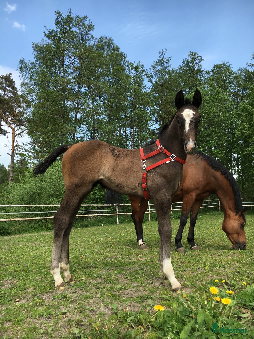 Allround hästar till salu: Lyxig hobby häst *RESERVERAD* i Odensbacken - Bild 5