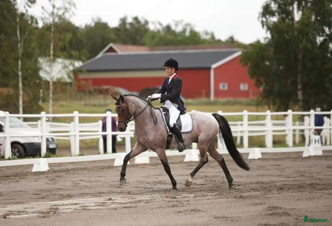  hästservice finnes: Utbilning/Försäljning med gedigen grundutbildning - Annons 10