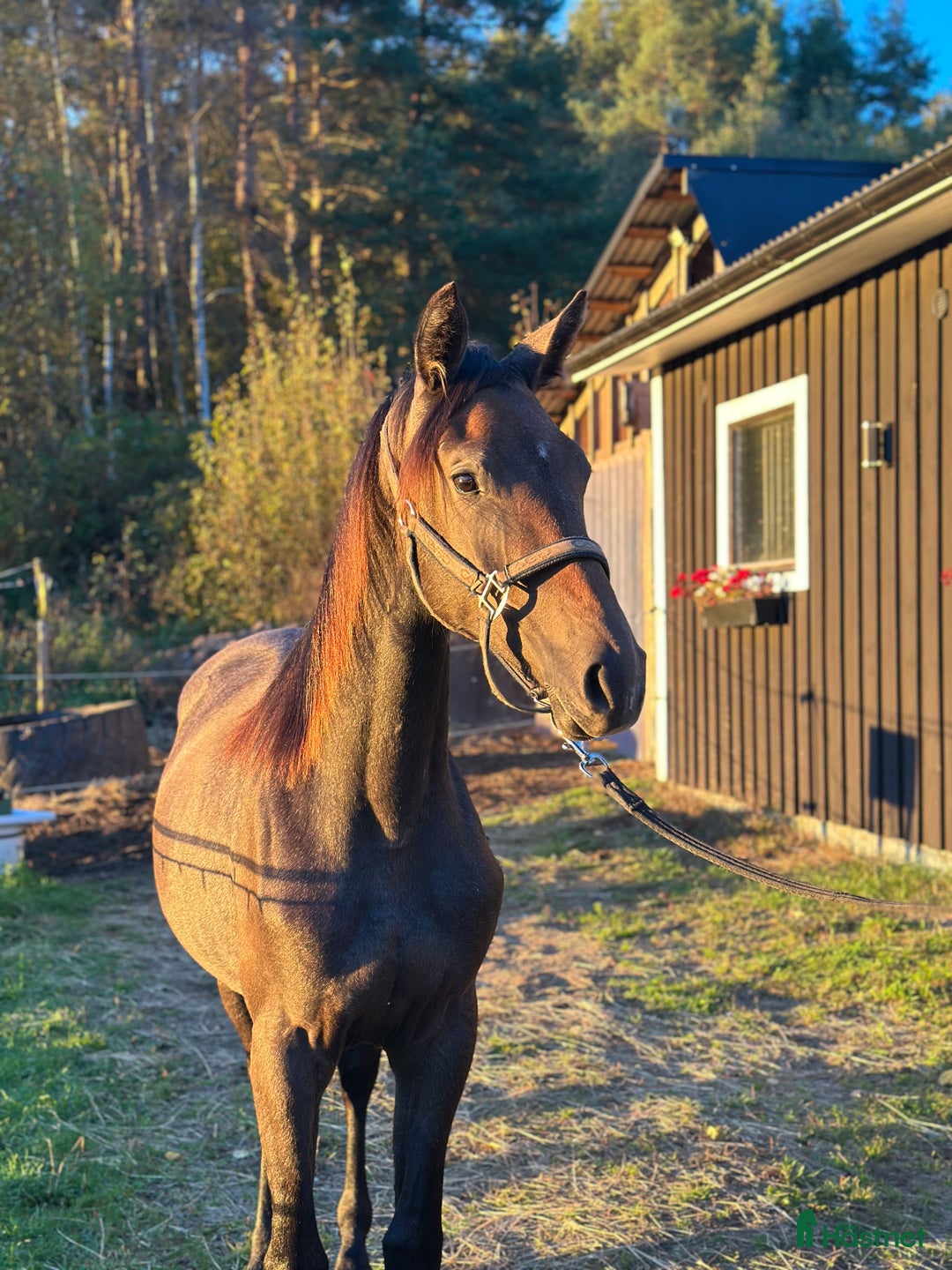 Hoppning hästar till salu: ⭐️ SWB-sto med alla förutsättningar ⭐️ i Sundsvall - Annons 2