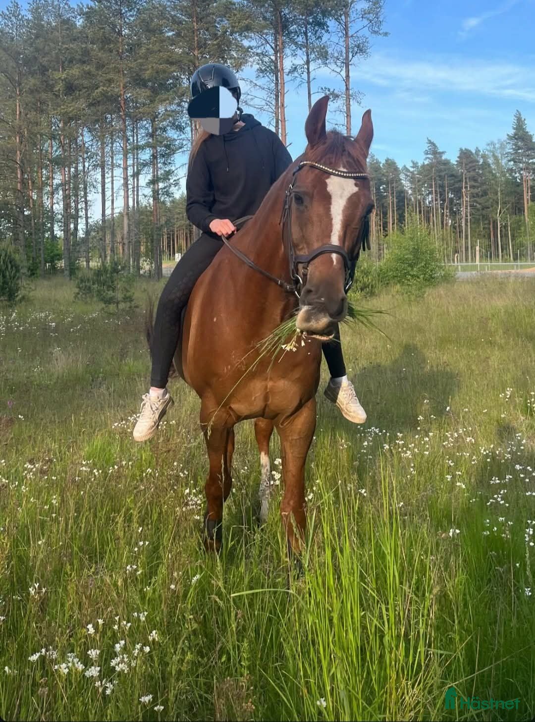  hästar Mor/dotterhäst sökes  - Annons 7