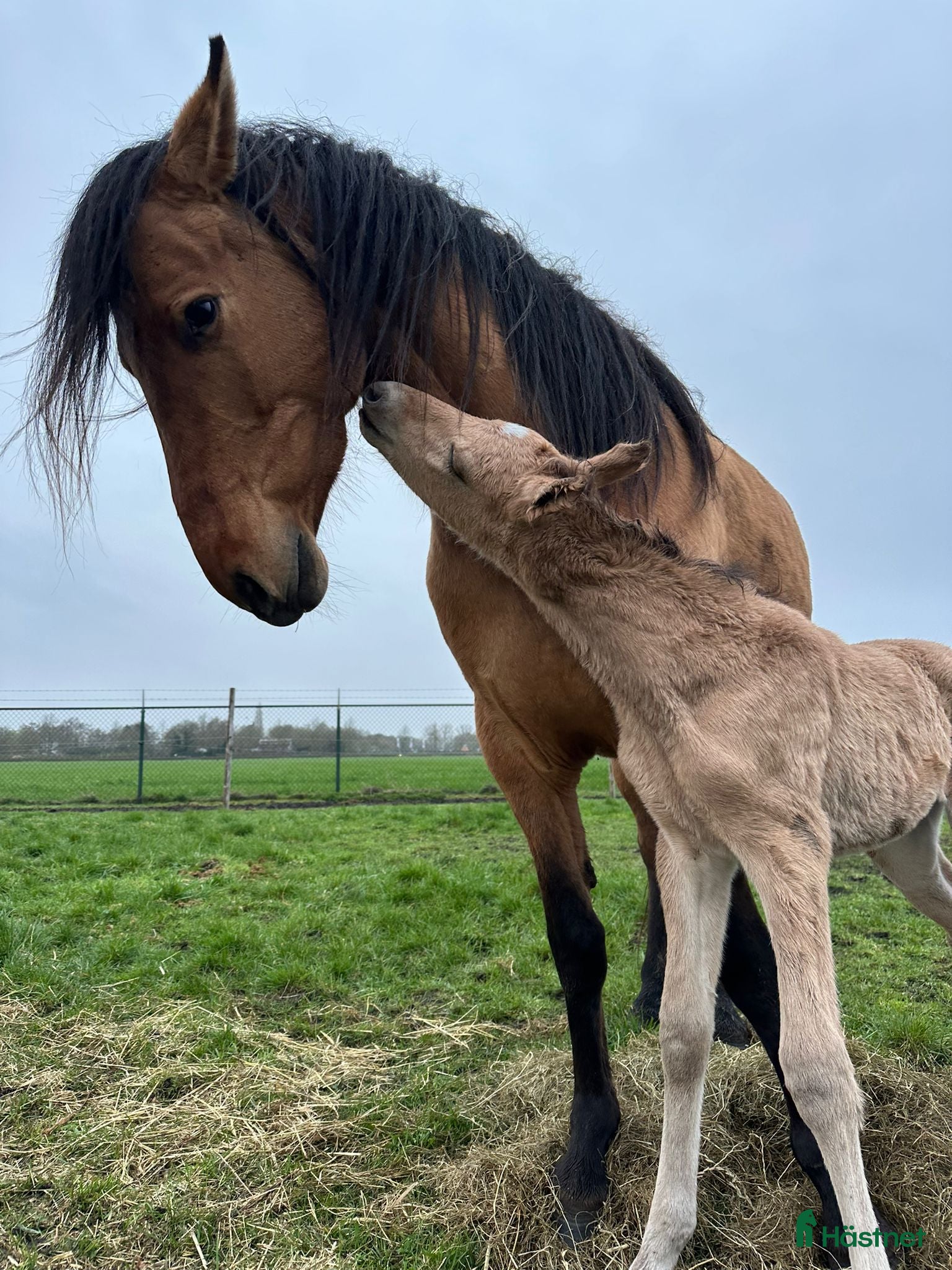  hästar Kigermustang hingstföl -26 - Annons 12