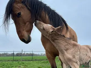 hästar Kigermustang hingstföl -26 - Annons 12