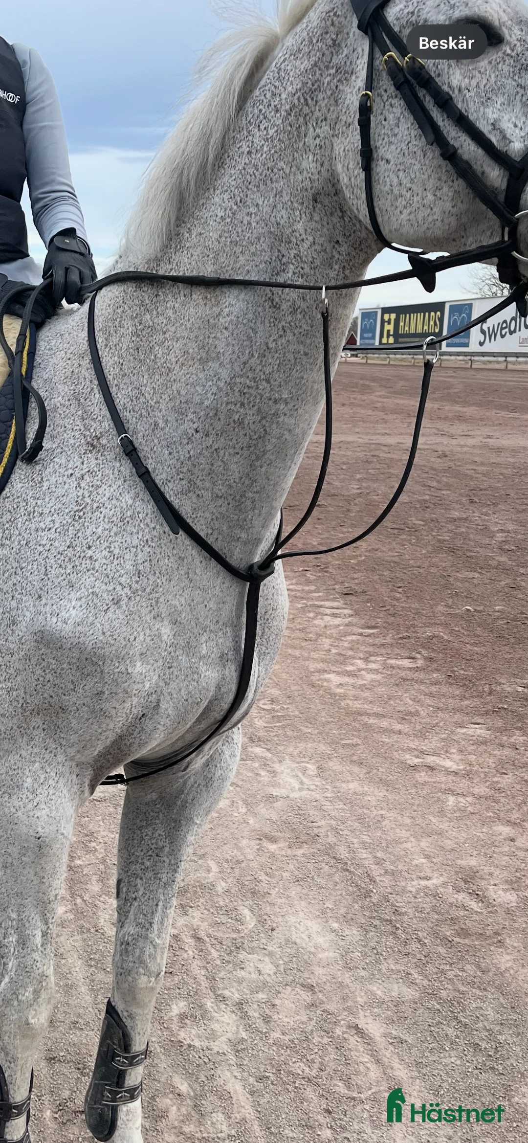 Träns hästutrustning till salu: Vespucci martingal i Mjölby - Annons 2