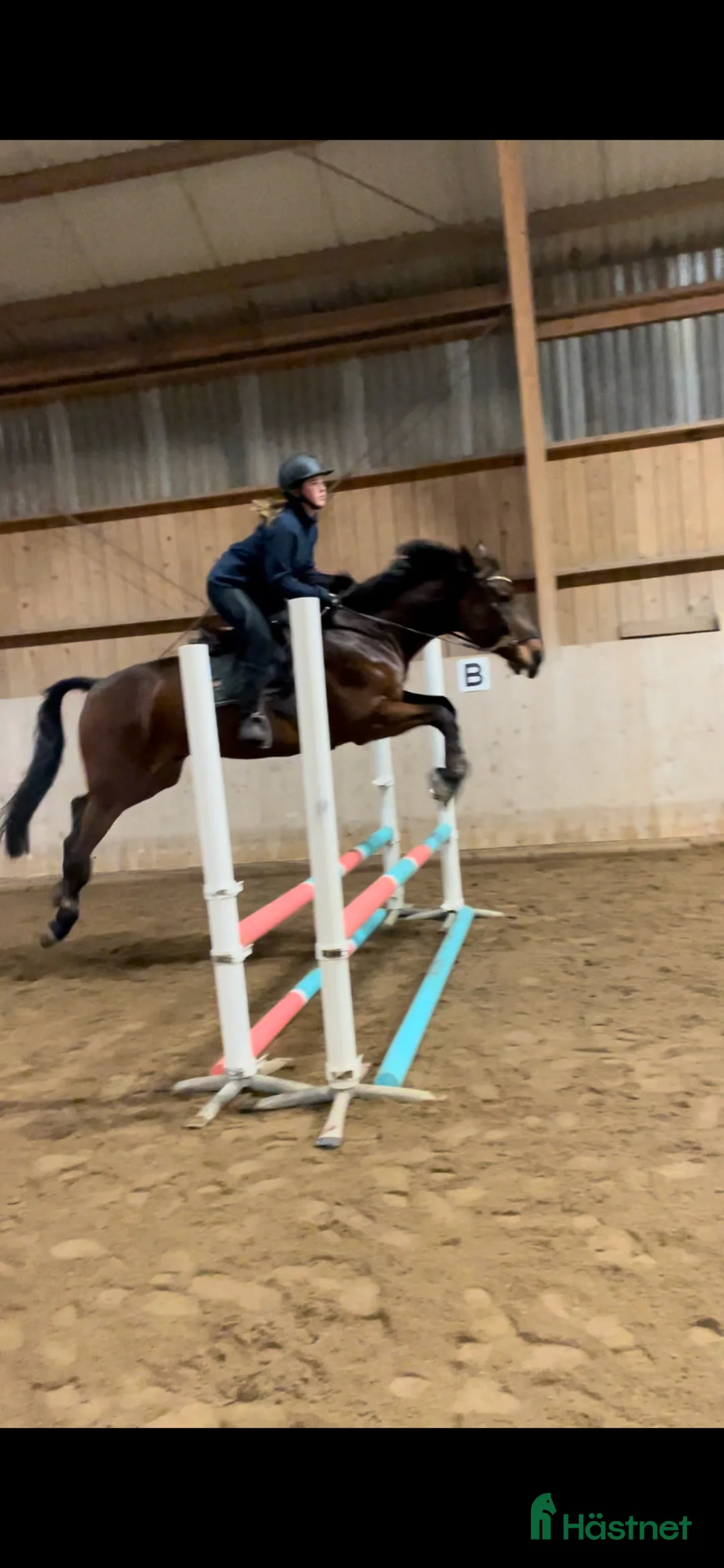 Allround hästar till salu: En go häst att göra lite av varje med i Vallentuna - Annons 8