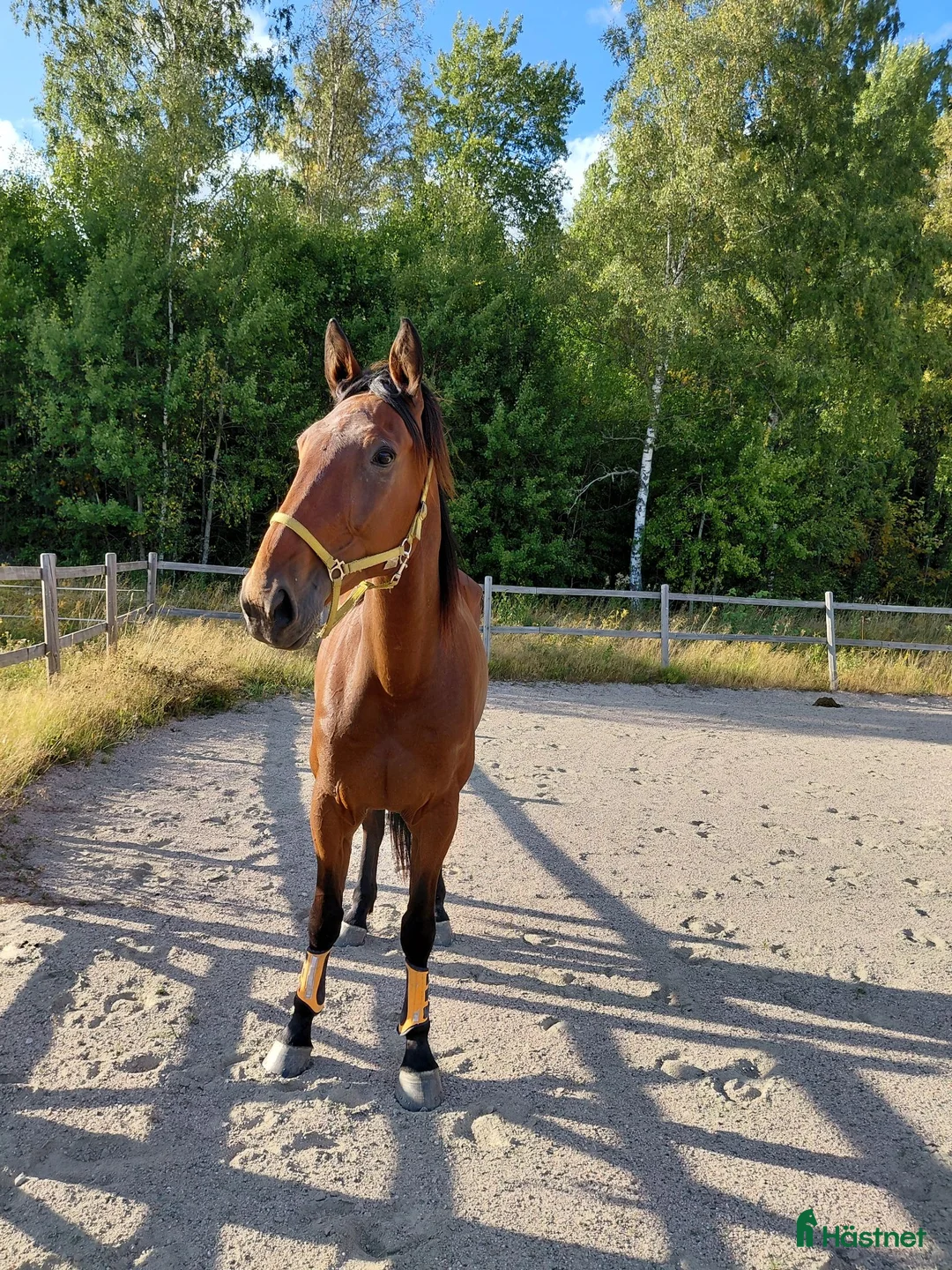 Trav hästar till salu: Snäll travare - Annons 1