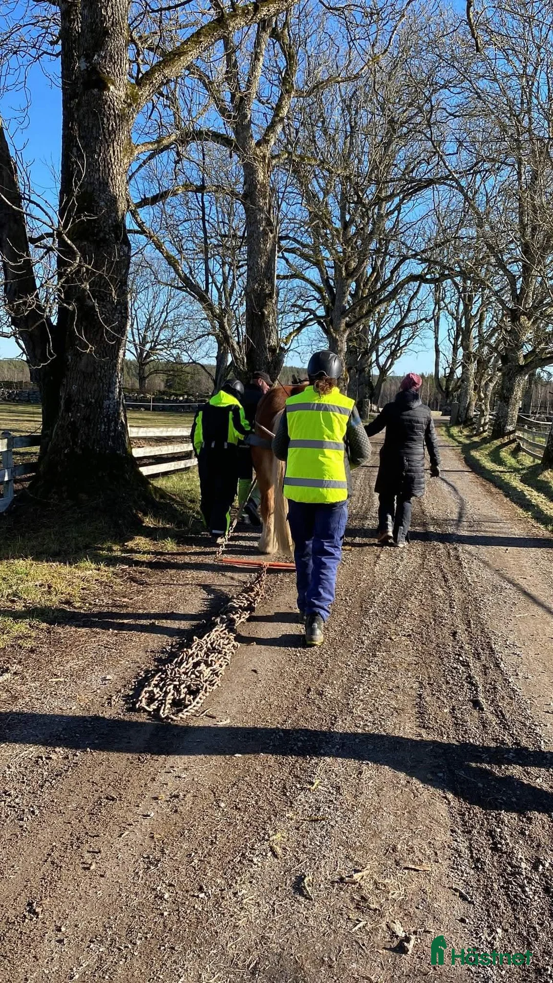 Körning hästar till salu: Trevlig valack i Kosta - Annons 3
