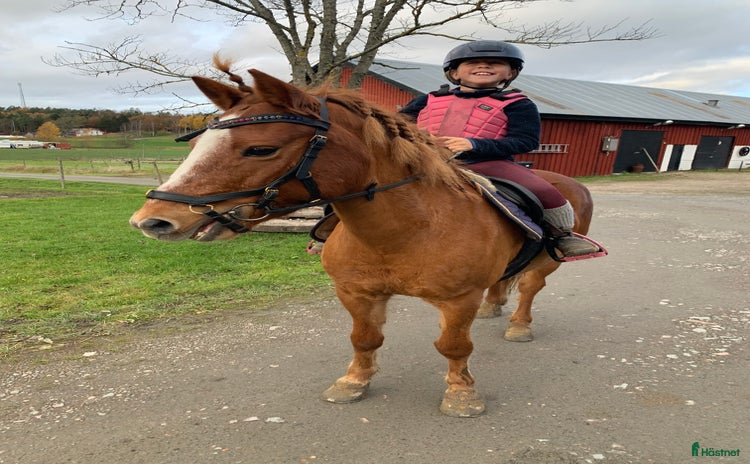  hästar i Ytterby - Annons 1