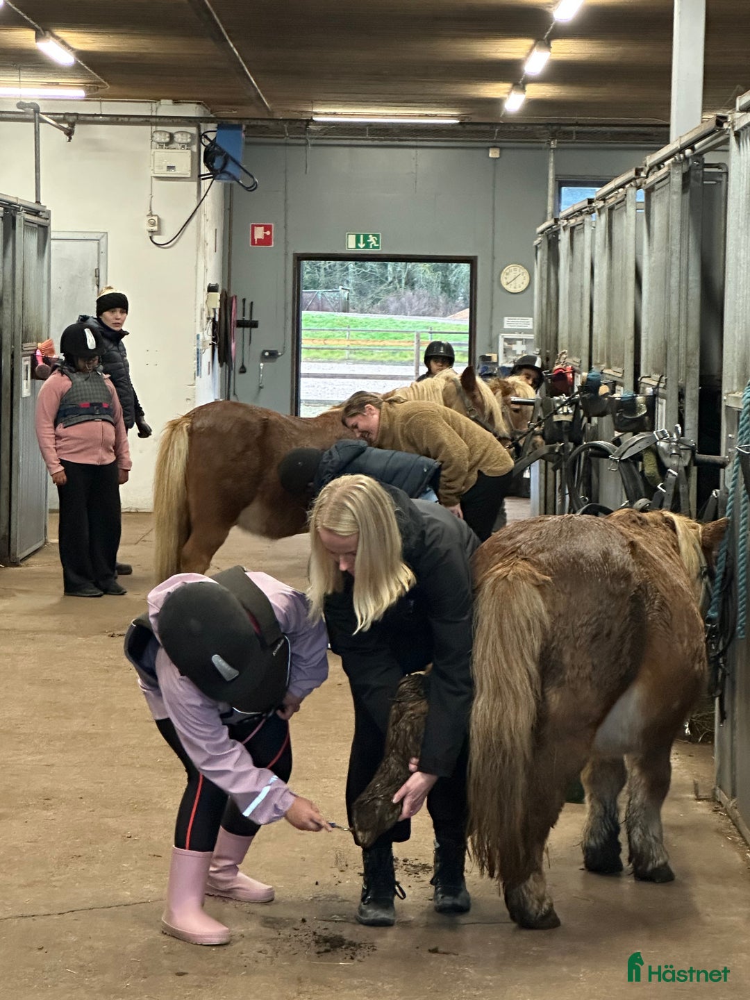 Allround hästar sökes: Dponny sökes  i Folkärna - Annons 1