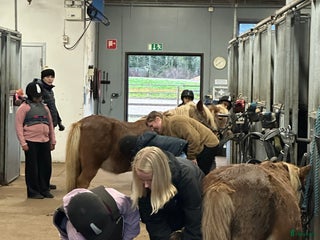 hästar Dponny sökes i Folkärna - Annons 2