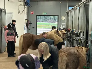 hästar Dponny sökes i Folkärna - Annons 15