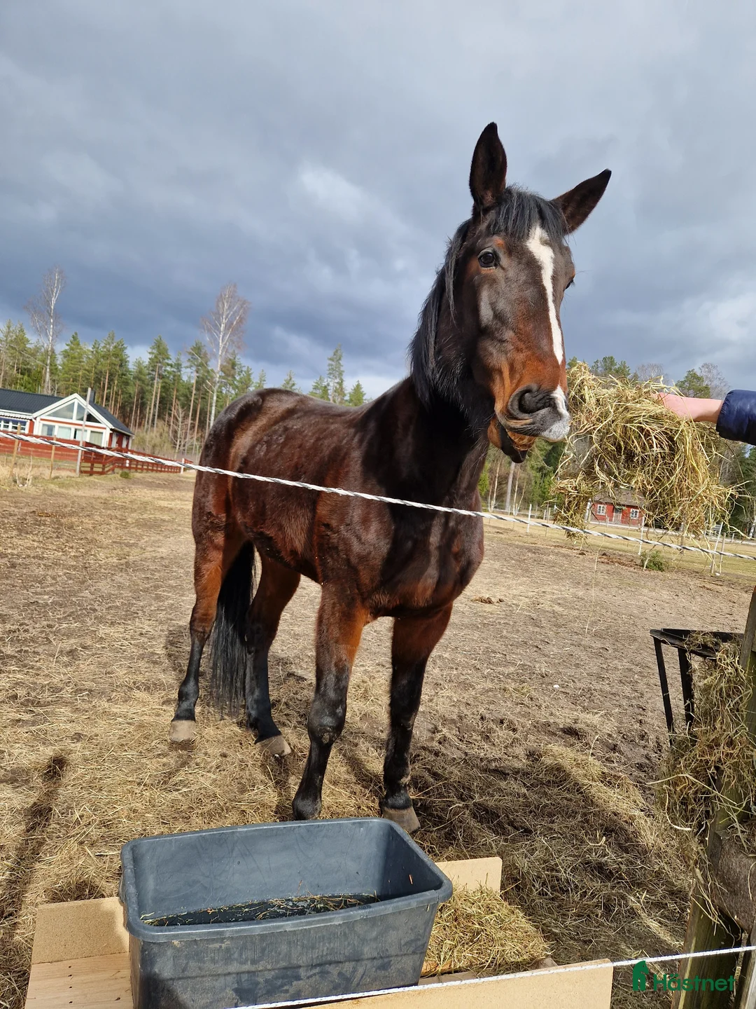 Allround hästar till salu: Charmig valack - Annons 4