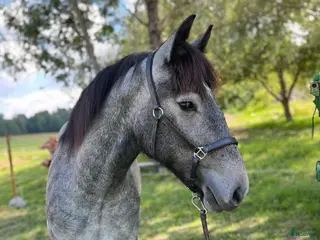hästar Bombproof kompis - Annons 15