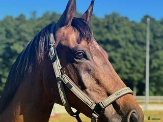 Allround hästar till salu: Härligt SWB sto i Ballingslöv - Annons 1