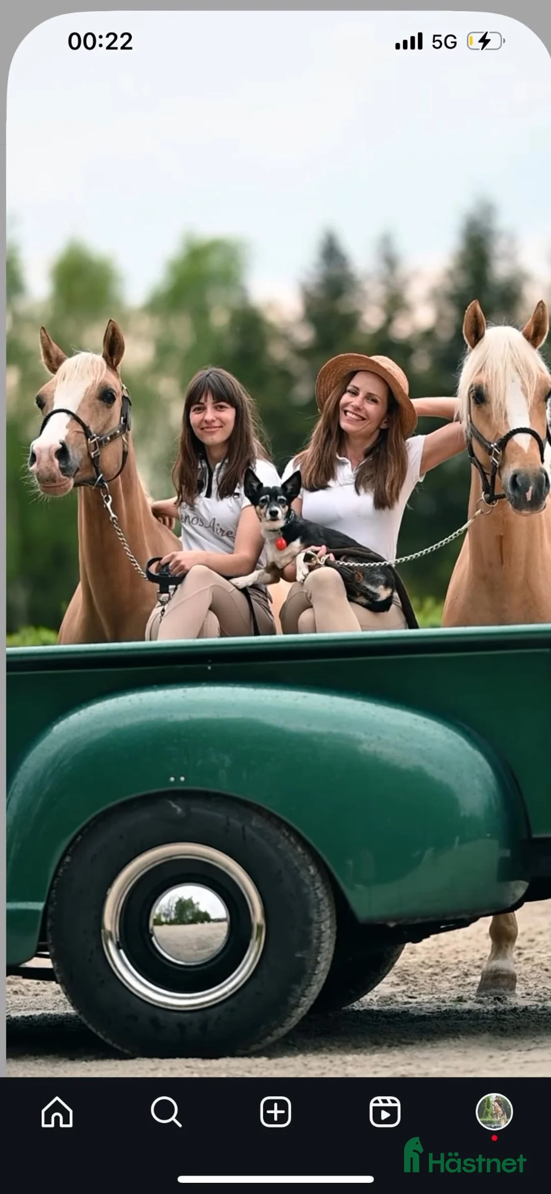 Dressyr hästar till salu: Amazing palomino pony! - Annons 2