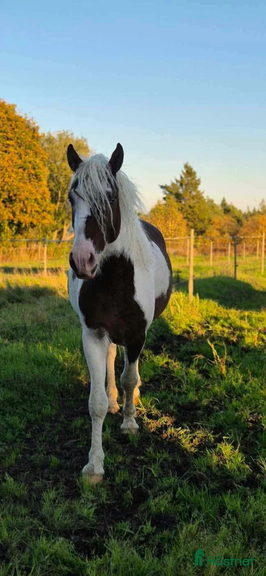 Allround hästar till salu: Blickfångare, american curly - Annons 9