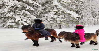  hästar i Bjästa - Annons 2