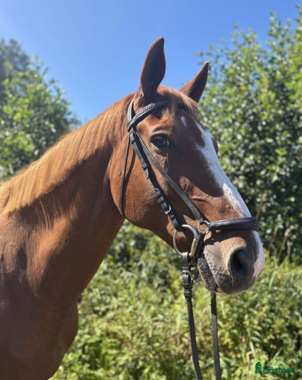  hästar Välutbildad, sund och trevlig valack! - Annons 4