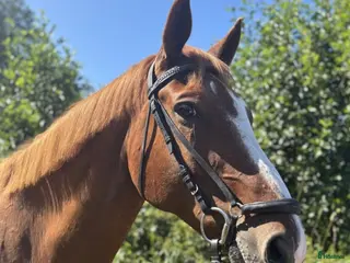 hästar Välutbildad, sund och trevlig valack! - Annons 4