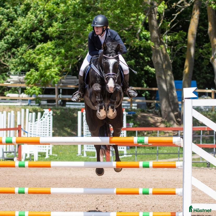  hästar Läromästare eller lyxig hobbyhäst  - Annons 16