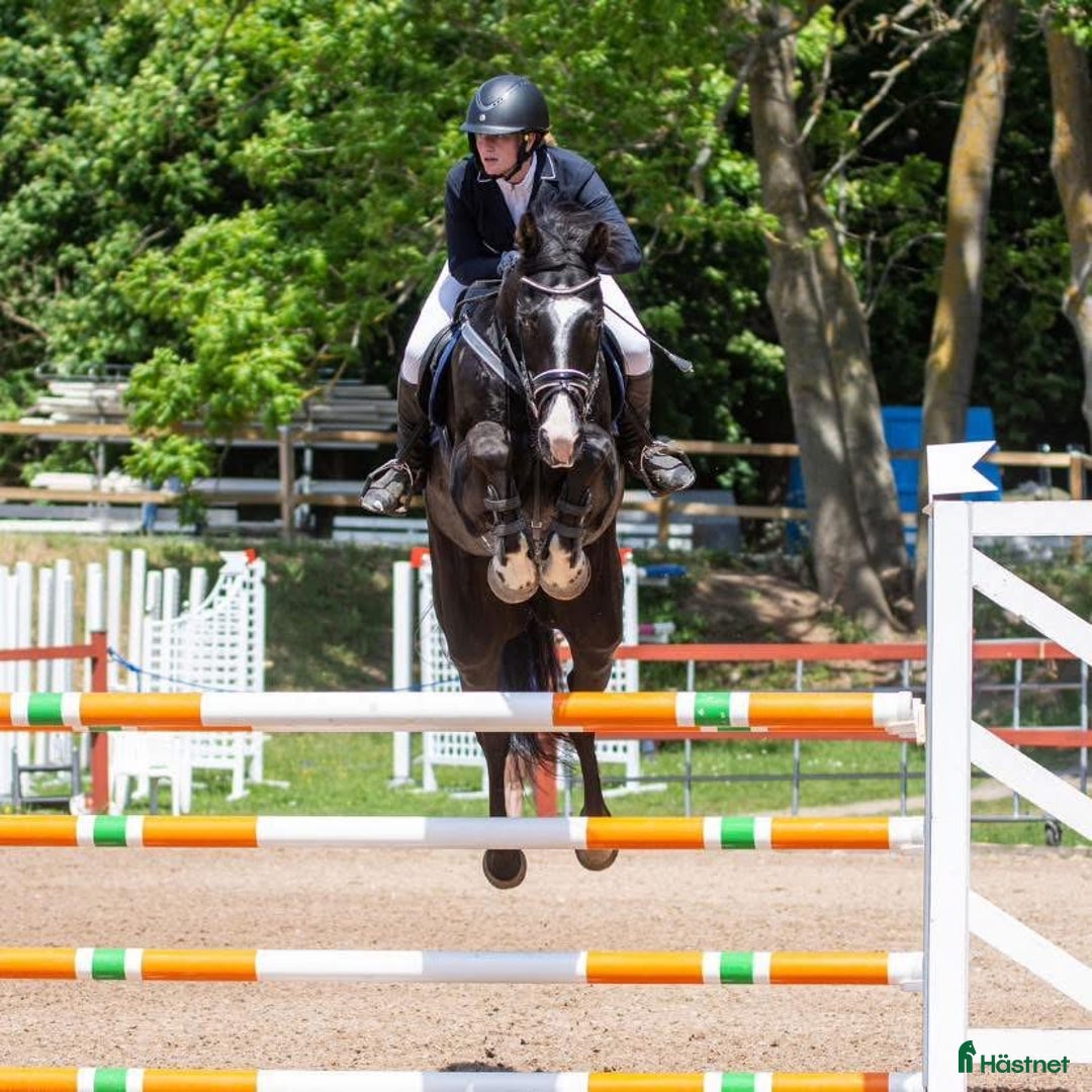 Avelshästar hästar till salu: Läromästare eller lyxig hobbyhäst  - Annons 1