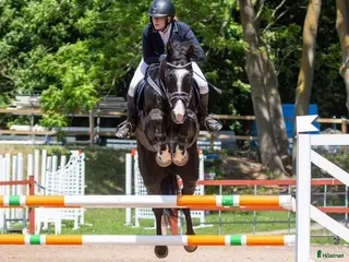 hästar Läromästare eller lyxig hobbyhäst - Annons 17