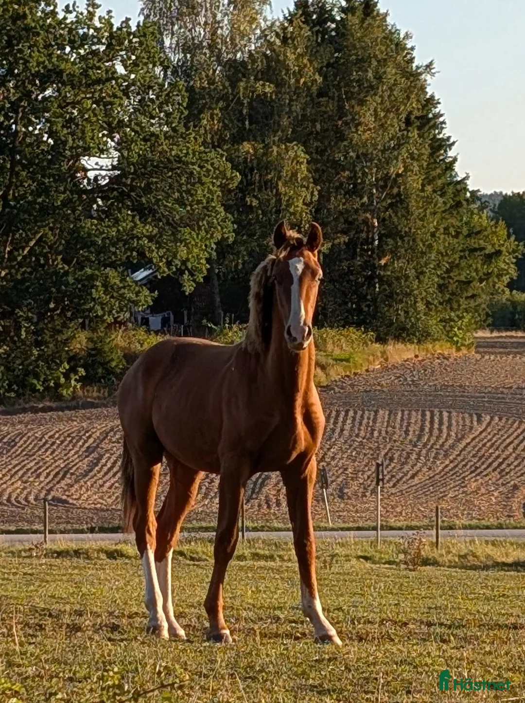 Dressyr hästar till salu: Lovande unghäst i Skärblacka - Annons 1