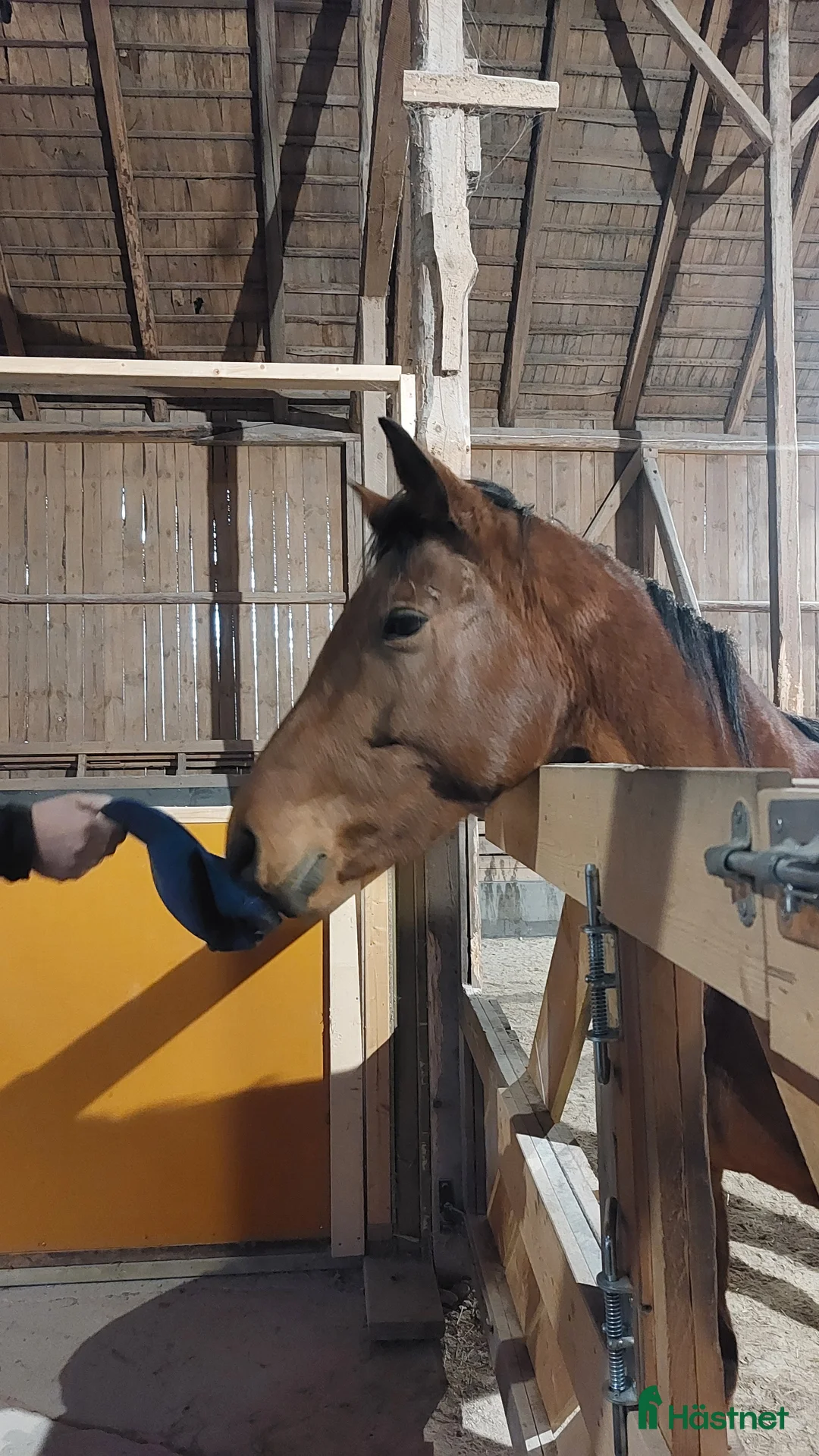 Allround hästar till salu: Charmigt sto söker nytt hem! i Tidan - Annons 5