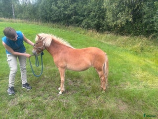 hästar Tufft sto med potential i Svensbyn - Annons 16