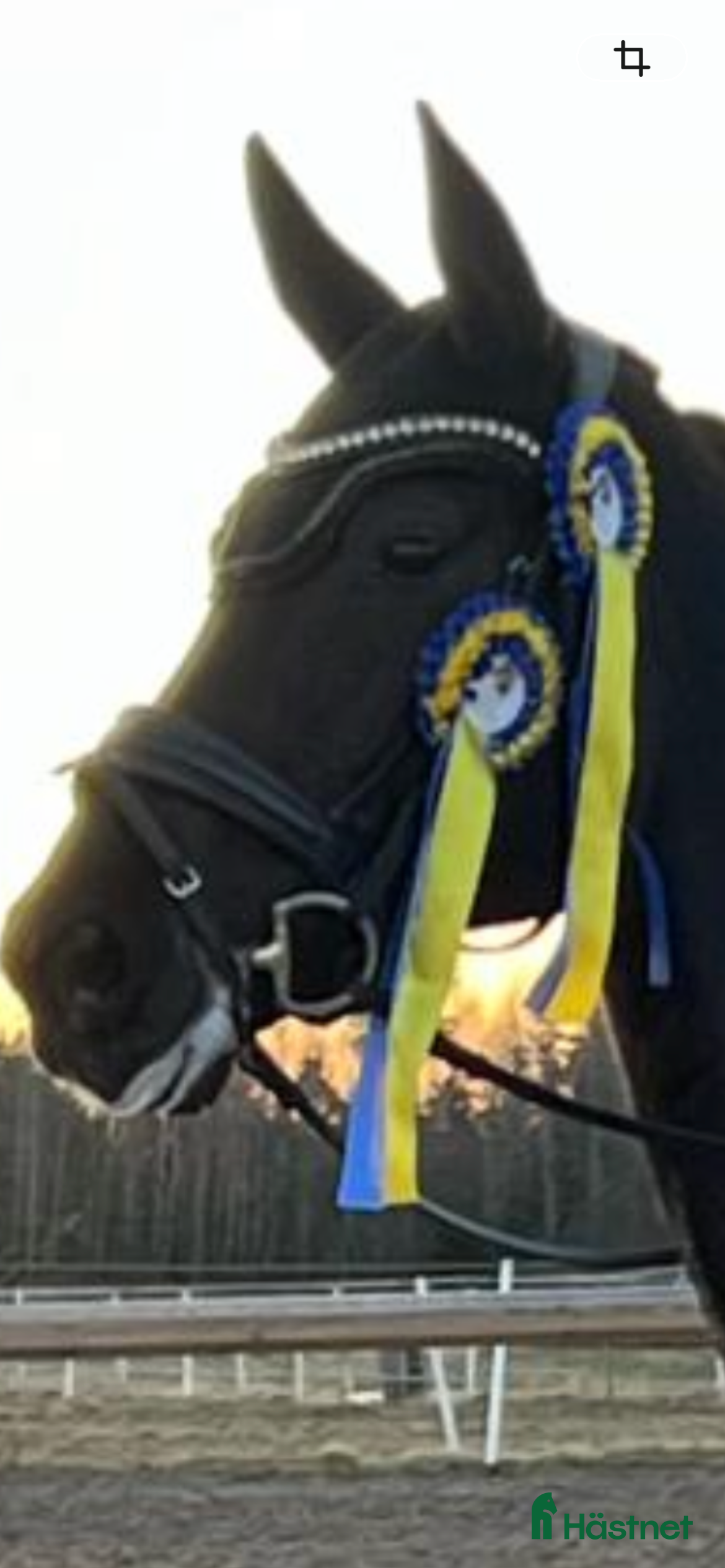 Bett hästutrustning  SPRENGER DYNAMIC i Eskilstuna - Annons 20