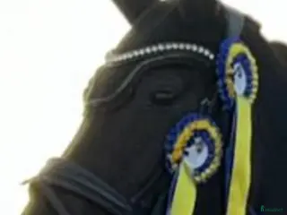 Bett hästutrustning SPRENGER DYNAMIC i Eskilstuna - Annons 20