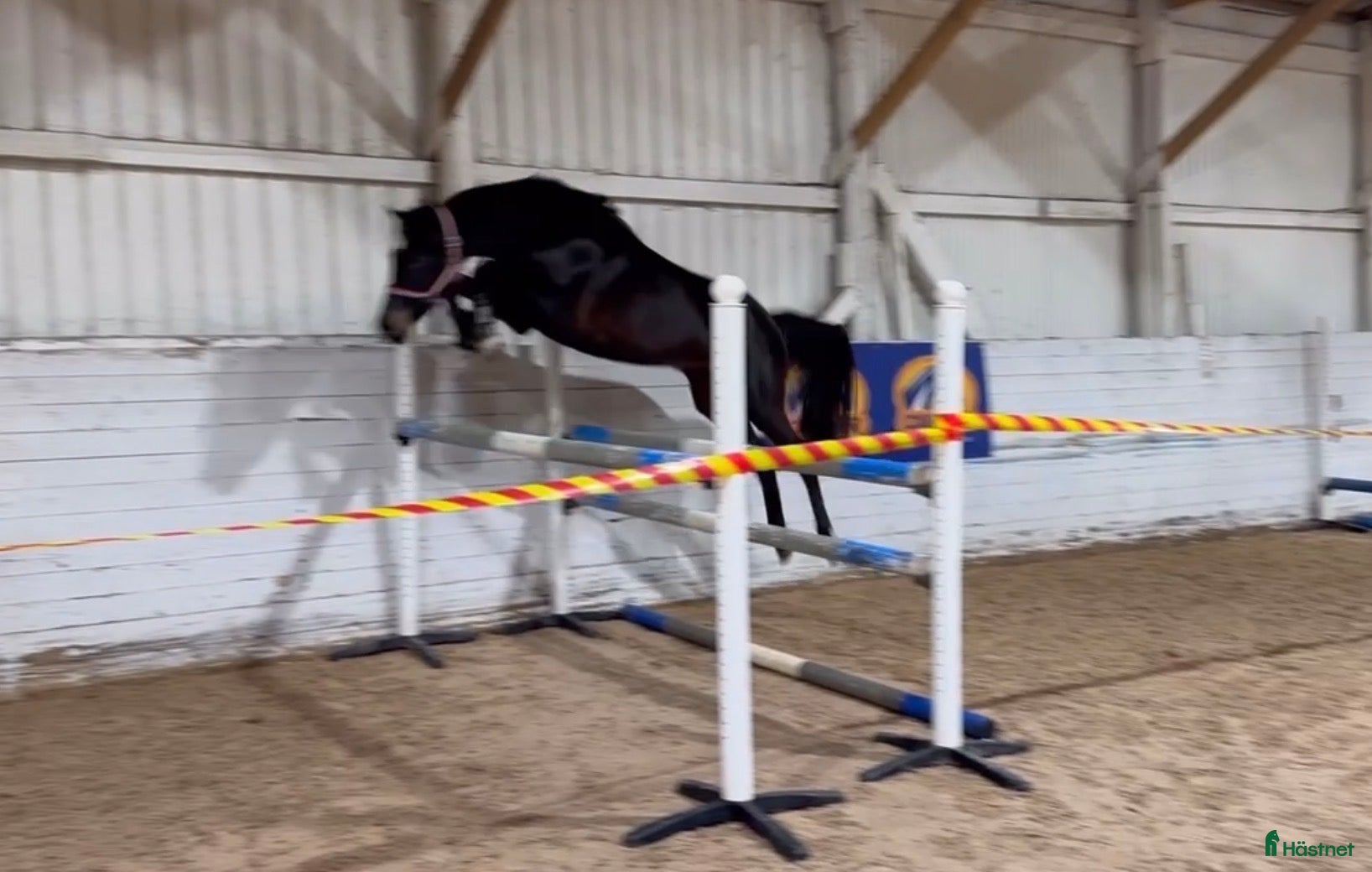  hästar Framtida stjärna - Annons 17