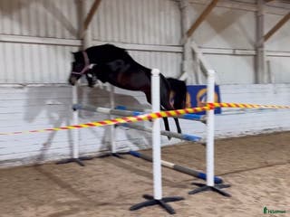 hästar Framtida stjärna - Annons 17