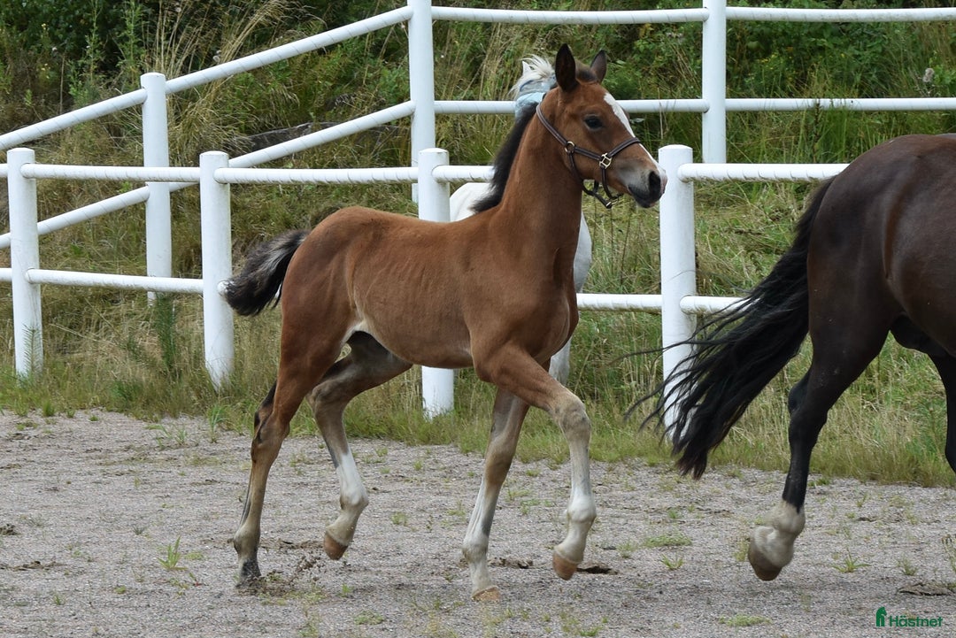 Dressyr hästar till salu: Unik Welsh cob / swb i Partille - Annons 2